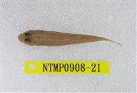 藏品(極樂鰕虎)的圖片